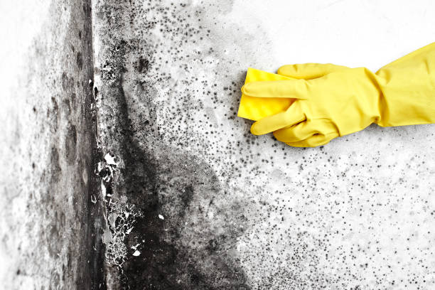 Why You Should Choose Our Mold Remediation Services in Rome, IL